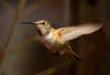 Female Rufous Hummingbird