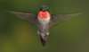 crw_6372.jpg