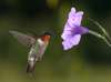 crw_6466.jpg