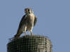 kestrel-1.jpg