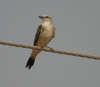 scissor_tailed_flycatcher 2.jpg