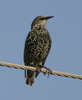 starling-2.jpg