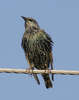starling-3.jpg
