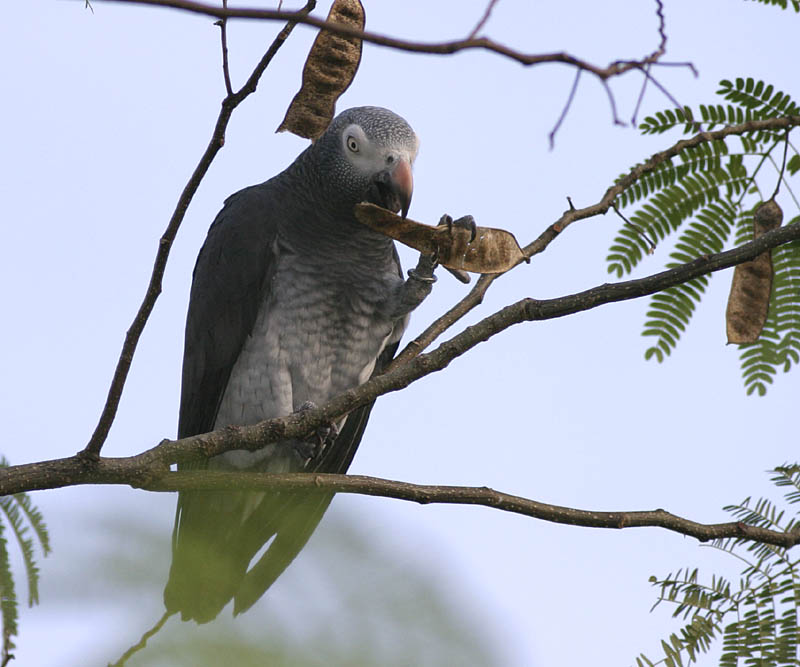 African Gray Parrot