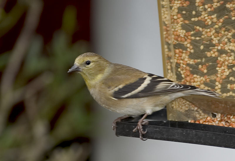 American Goldfinch