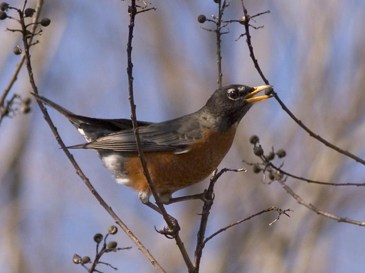 American Robin