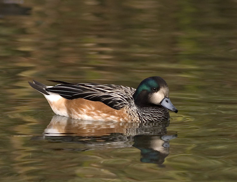 American Wigeon