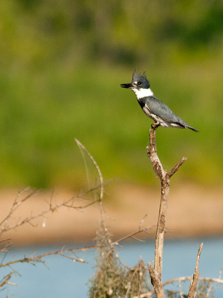 Belted Kingfisher