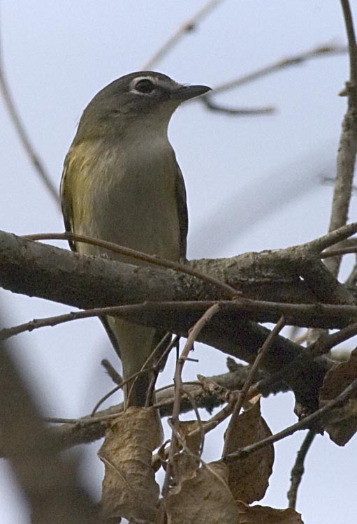 Blue Headed Vireo