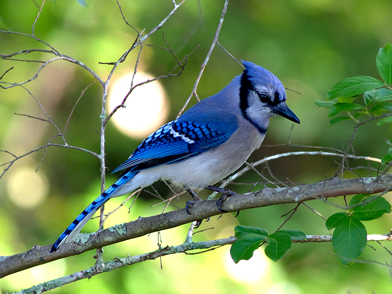 Blue Jay