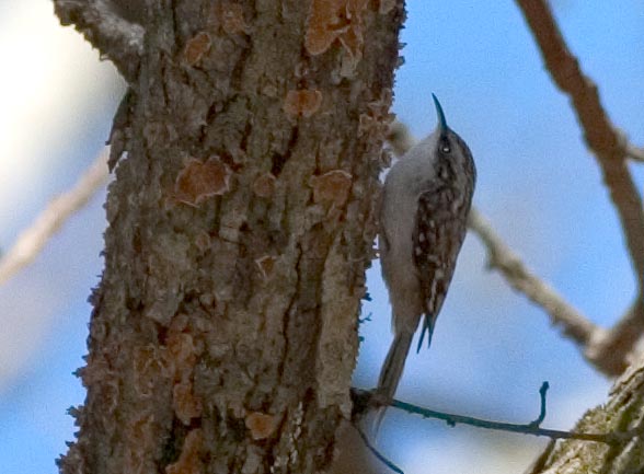 Brown Creeper