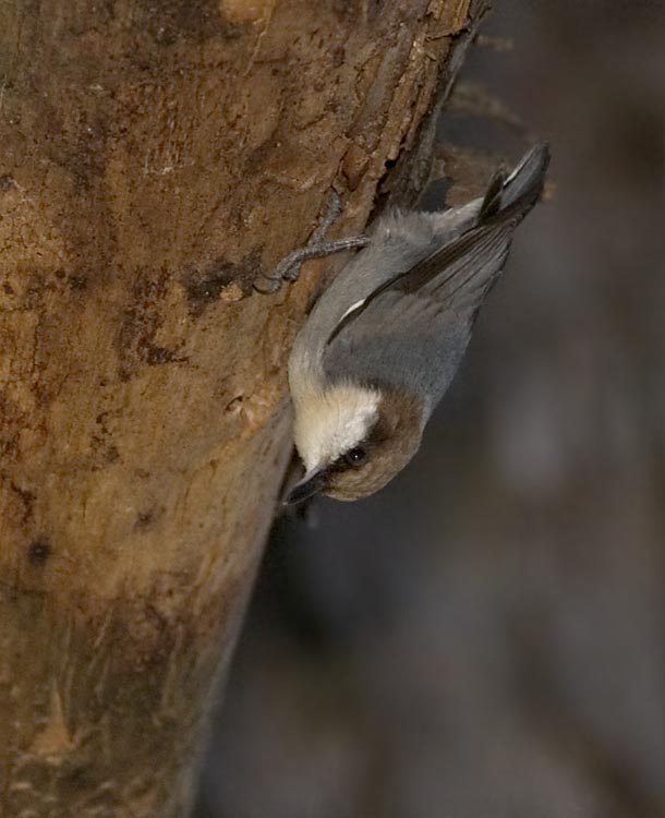 Brown Headed Nuthatch