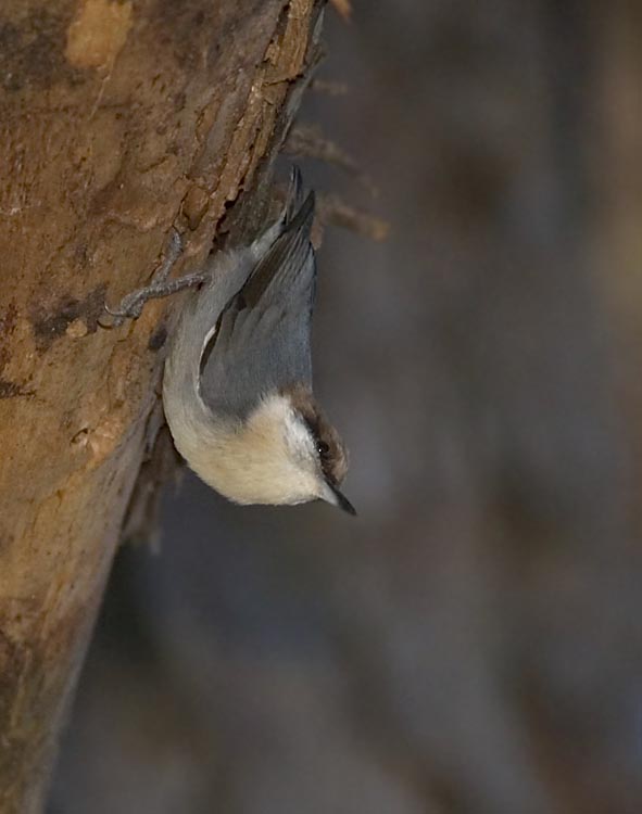 Brown Headed Nuthatch