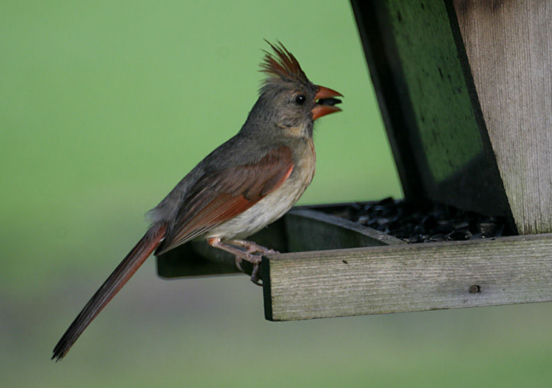 Northern Cardinal (Female)