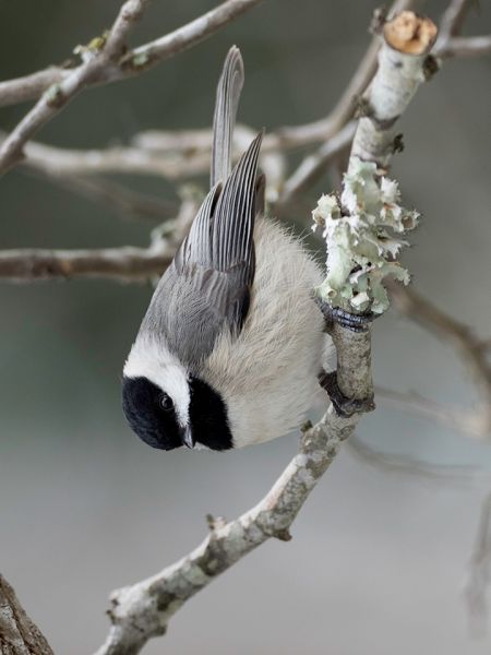 Carolina Chickadee