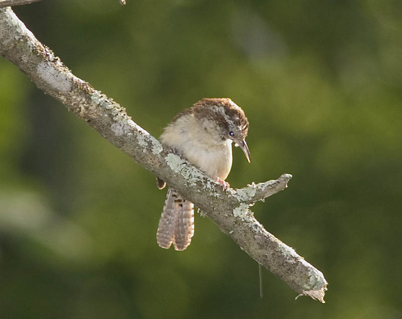 Carolina Wren