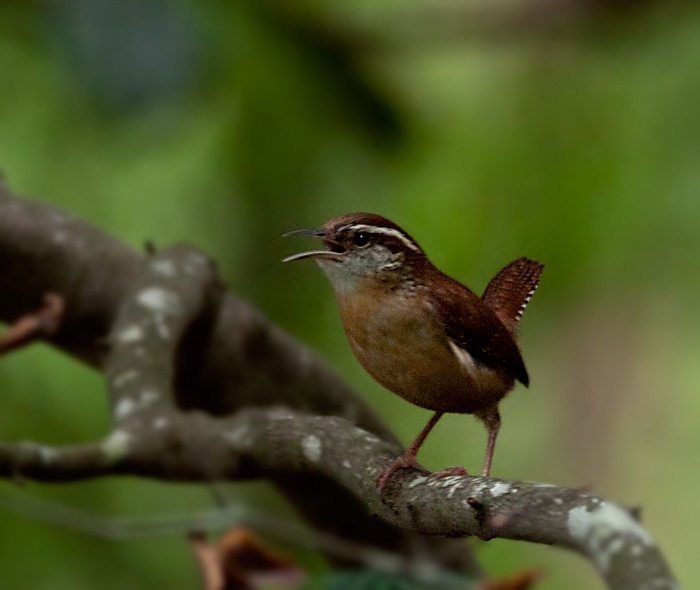 Carolina Wren