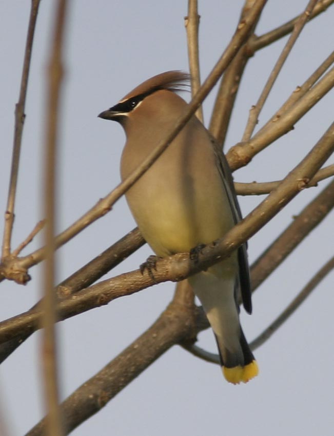 Cedar Waxwing