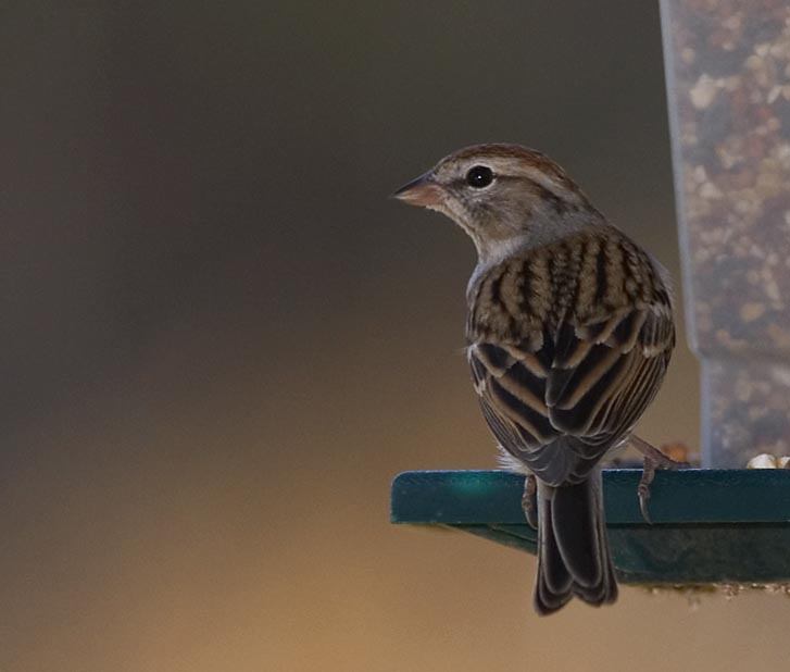 Chipping Sparrow