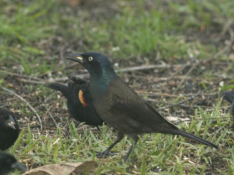 Common Grackle (Bronze Race)