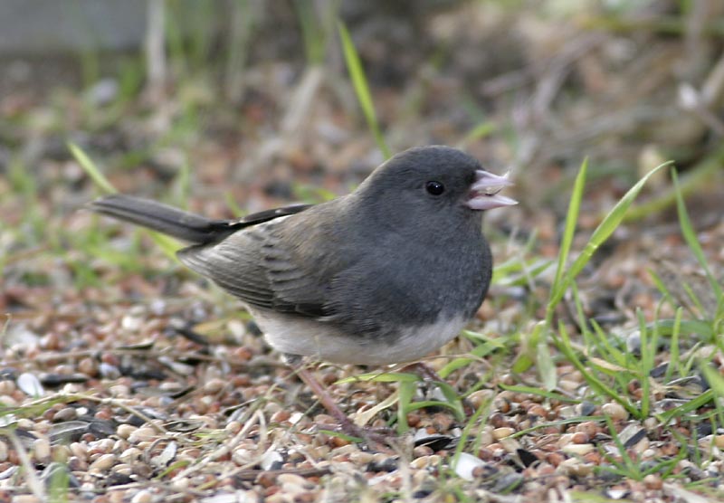 Dark Eyed Junco (Slate Colored)