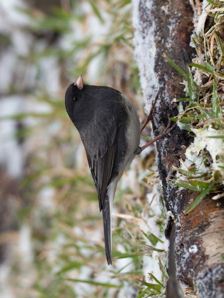 Dark-eyed Junco