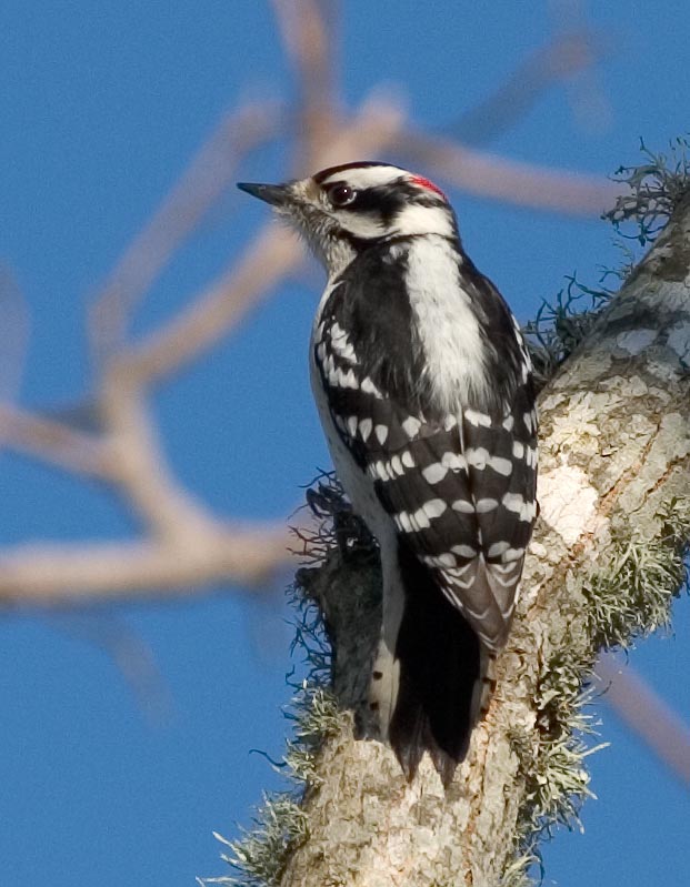 Downy Woodpecker