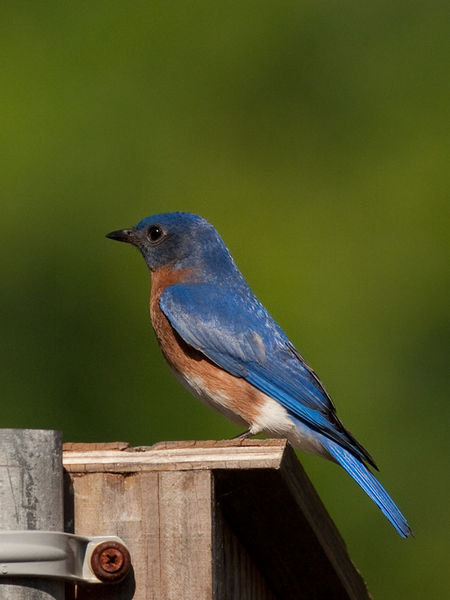 Eastern Bluebird