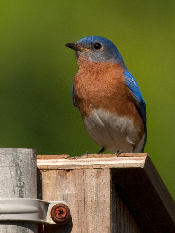 Eastern Bluebird