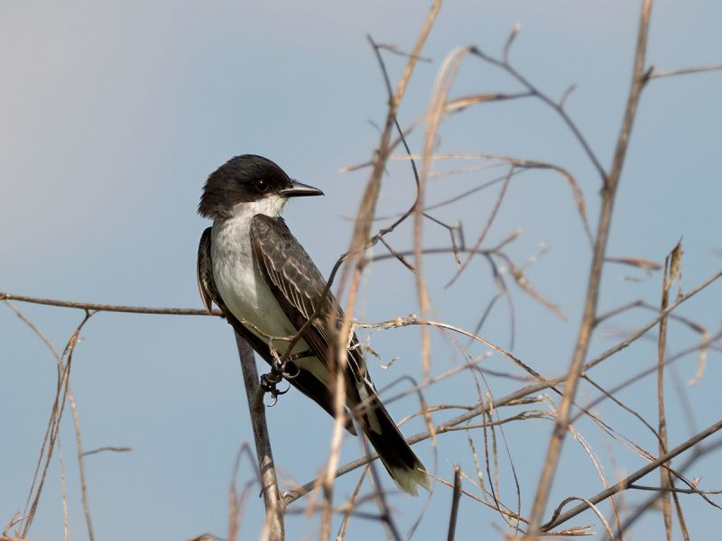 Eastern Kingbird