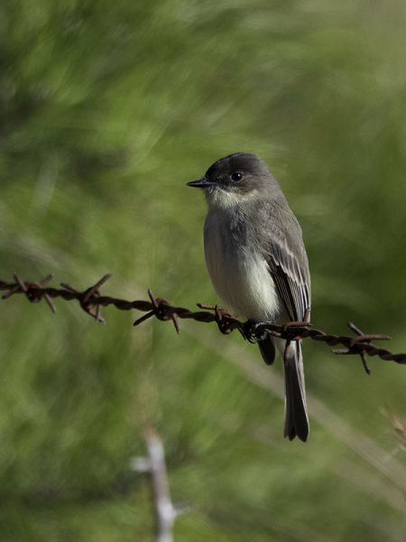 Eastern Phoebe