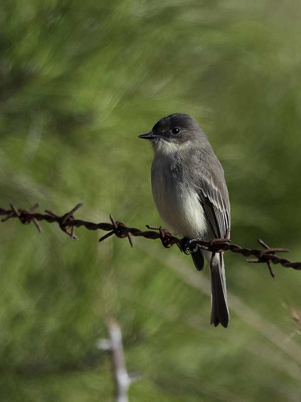 Eastern Phoebe