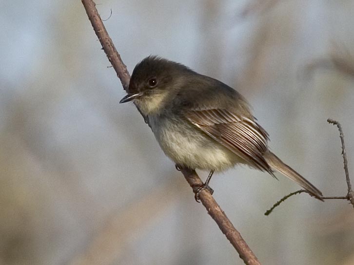 Eastern Phoebe