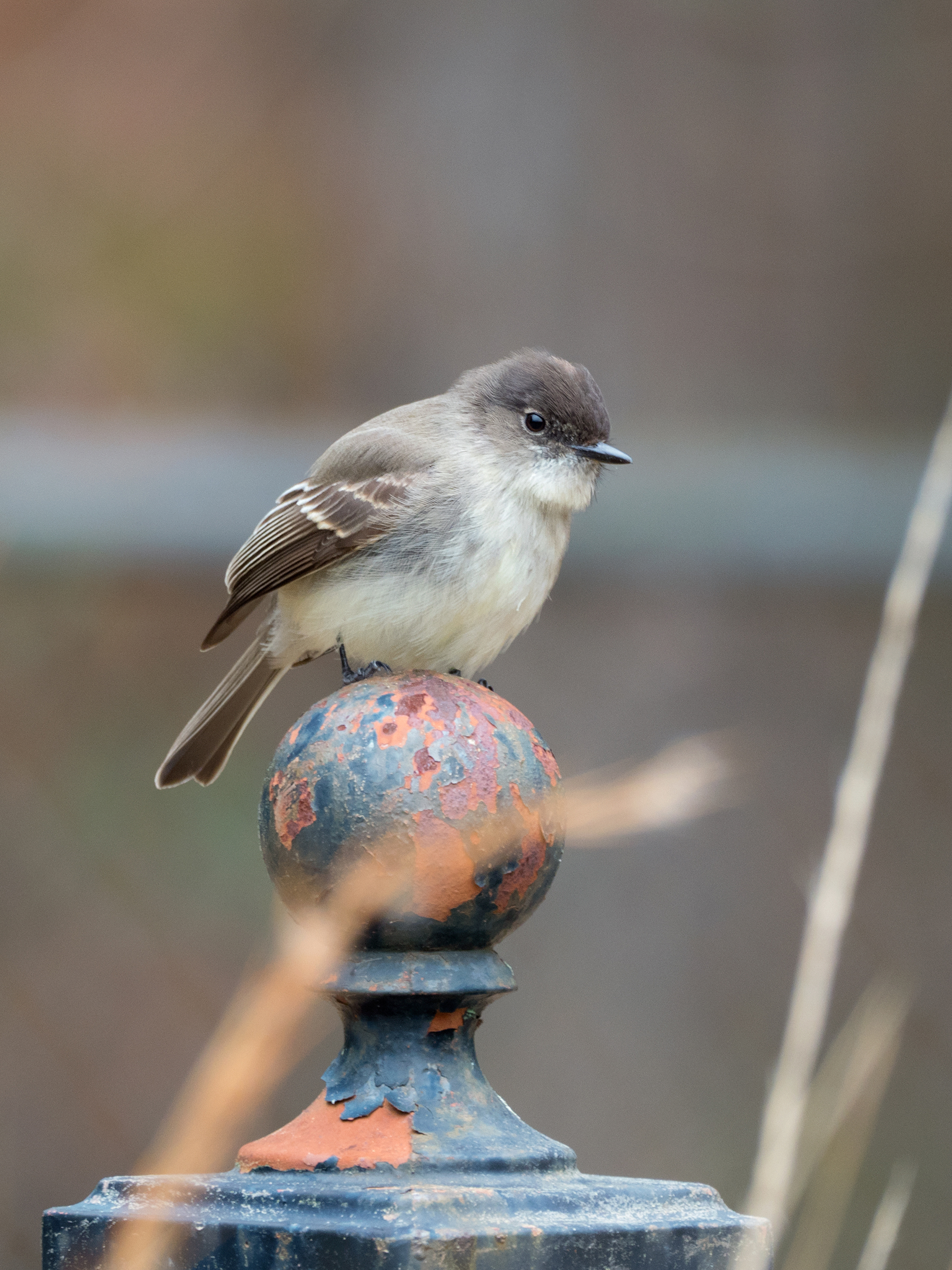 Eastern Wood Pewee