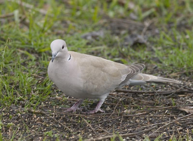 Eurasian Collared Dove