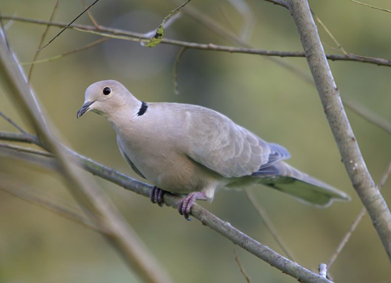 Eurasian Collared Dove