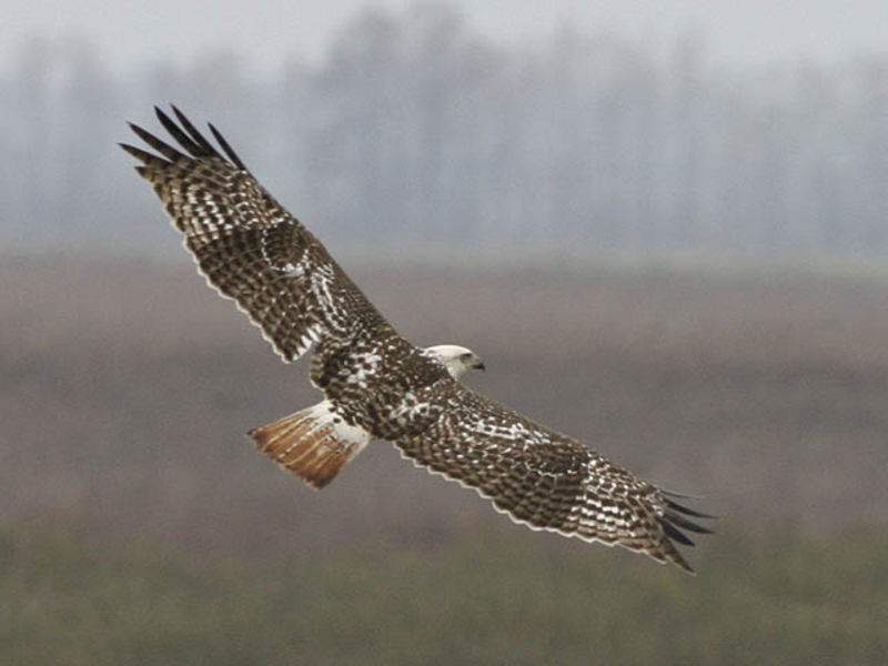 Harlan's Red-tailed Hawk