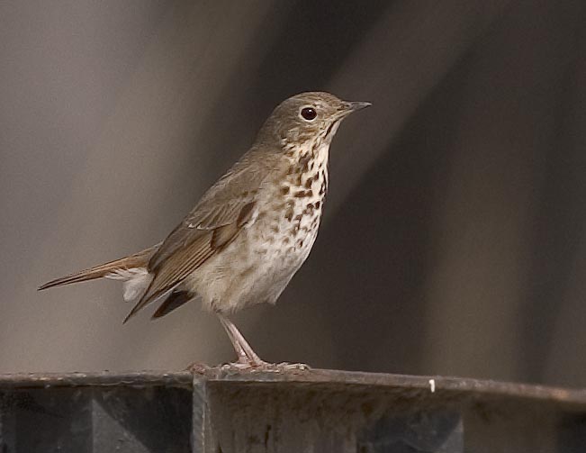 Hermit Thrush