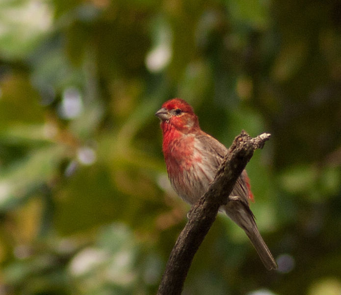 House Finch (Male)