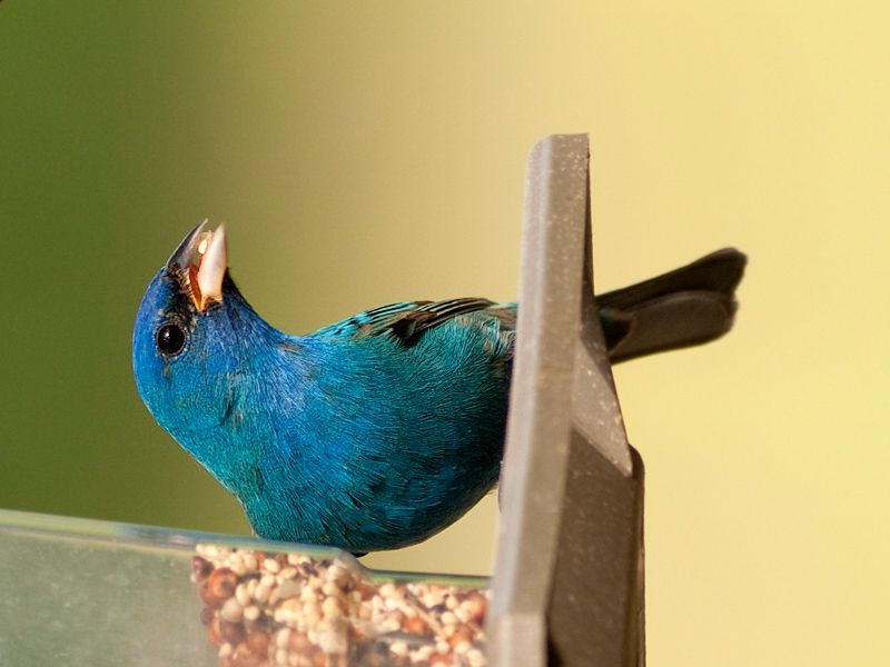 Indigo Bunting