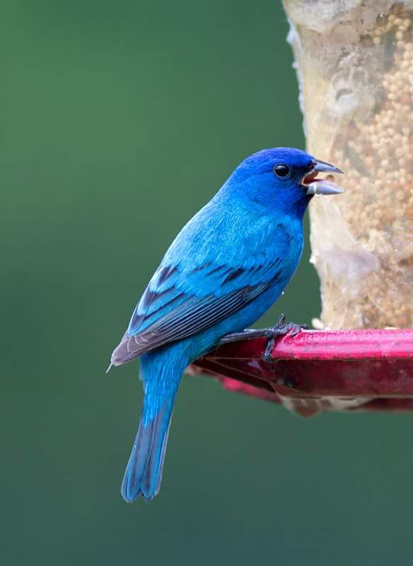 Indigo Bunting