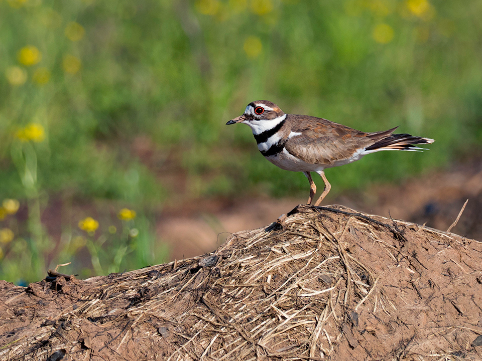 Kildeer