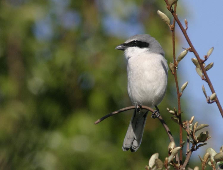 Loggerhead Shrike