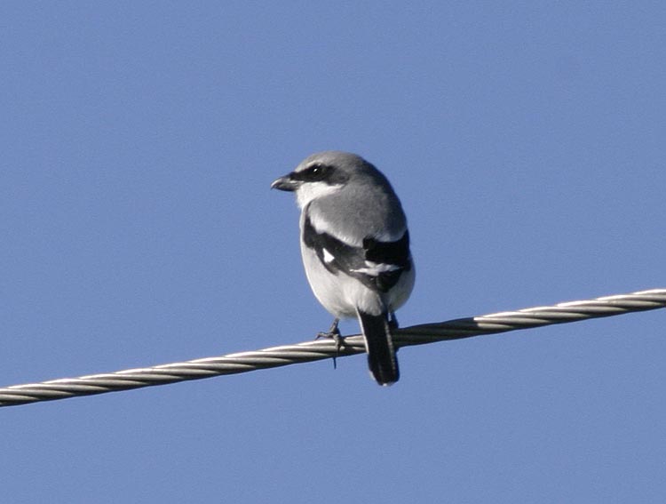 Loggerhead Shrike