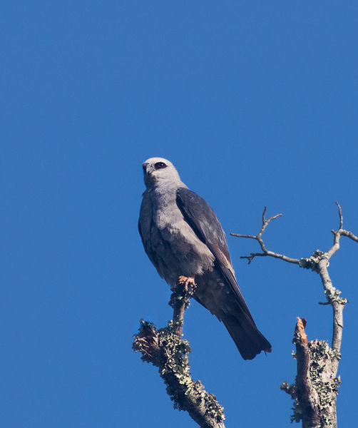 Mississippi Kite