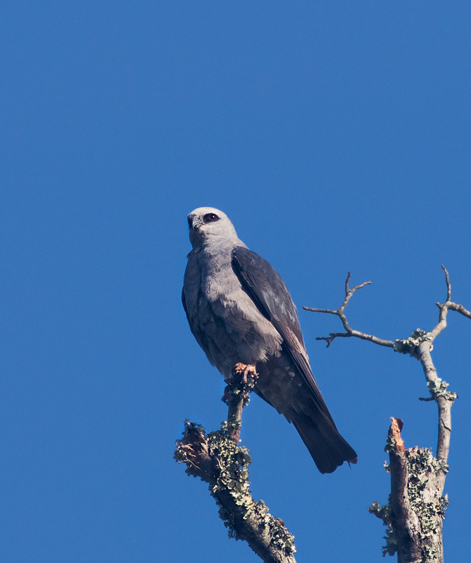 Mississippi Kite