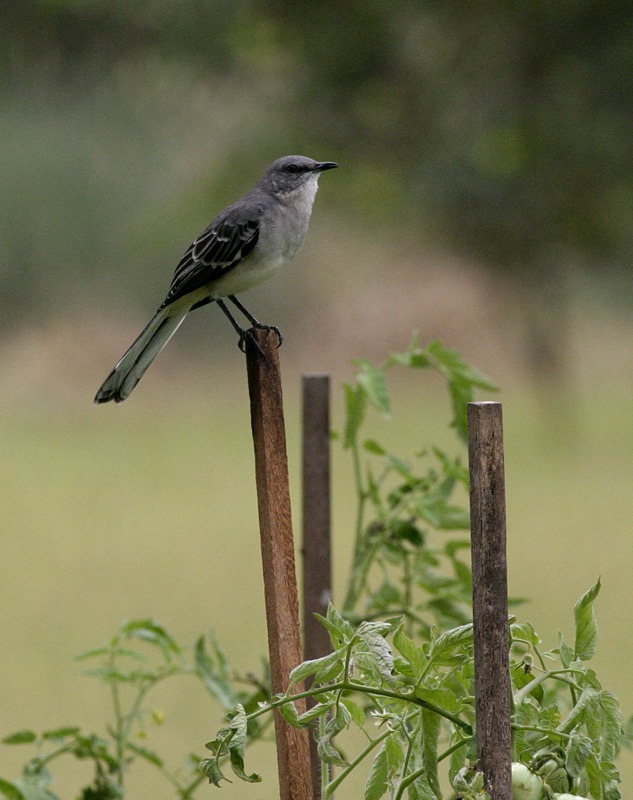 Northern Mockingbird