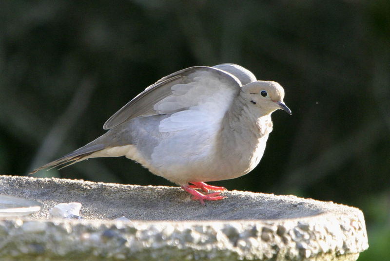 Mourning Dove