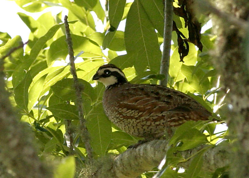 Northern Bobwhite