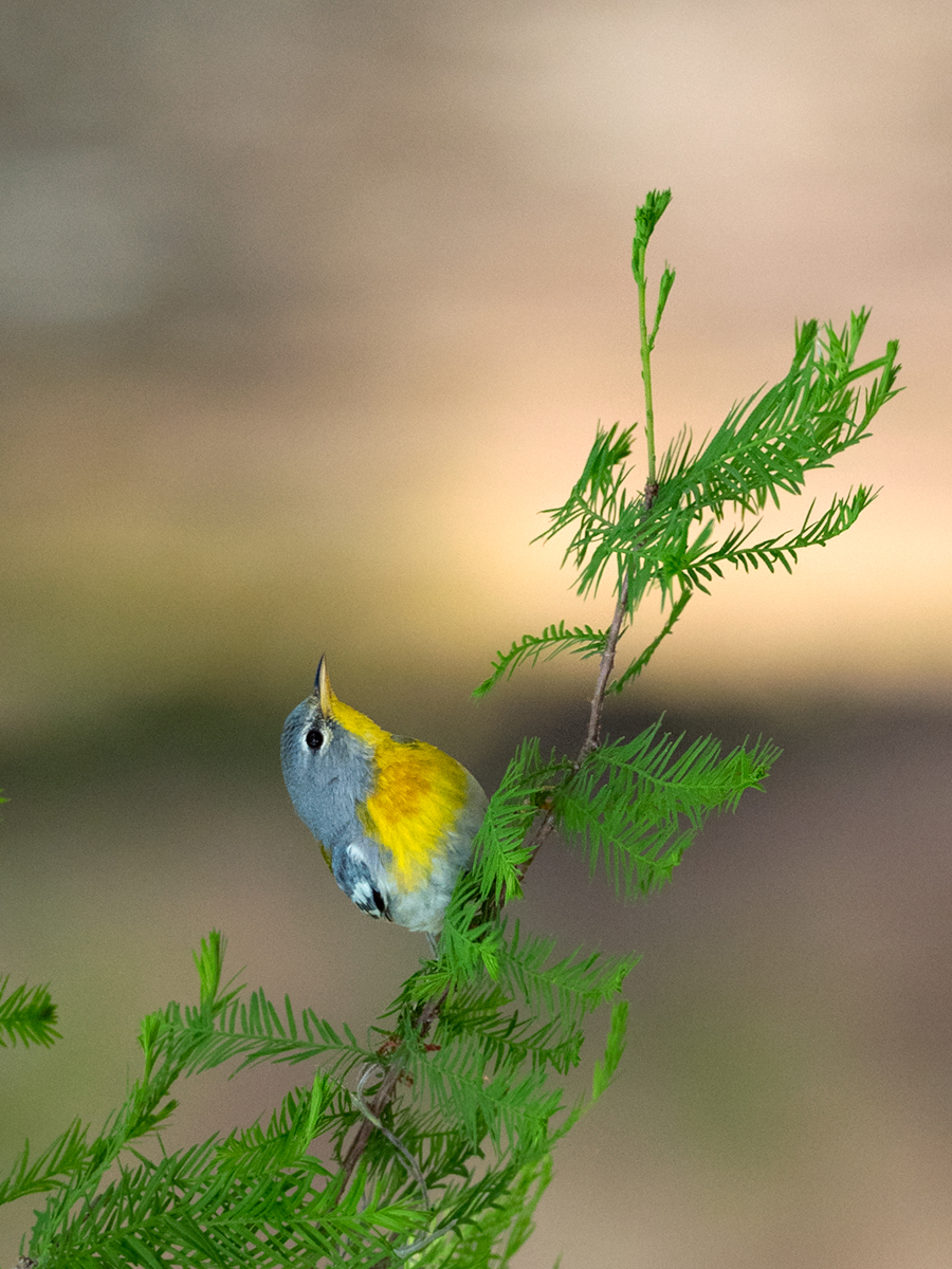 Northern Parula